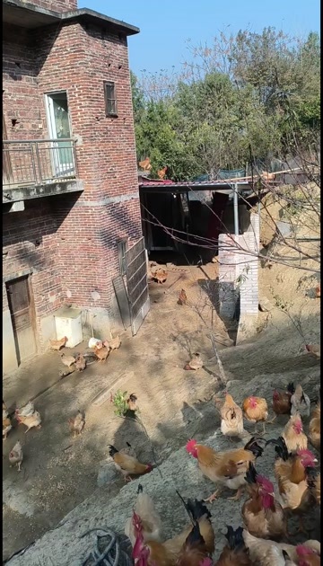 洞口县土鸡