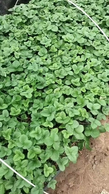 泰安出售草莓种苗：有隋珠，雪里香，红颜，甜宝，天仙醉，建德白露！