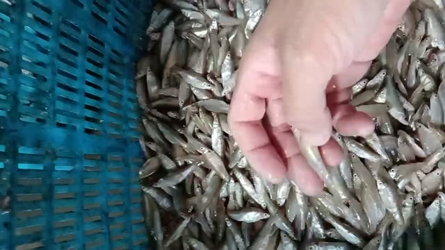 【推荐】开肚麦穗鱼麻鱼5-7公分，产地发货，质量保证