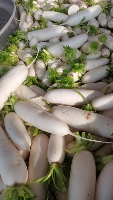 枝江市白萝卜