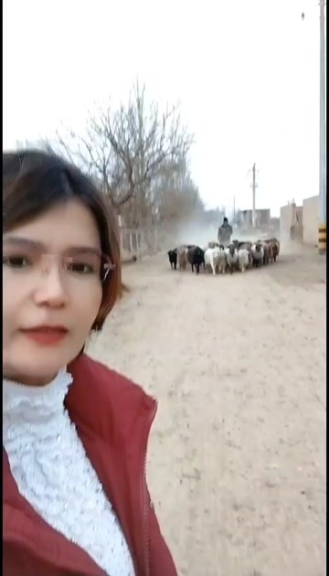 吐鲁番具有自然优势的新疆吐鲁番黑羊在这里
