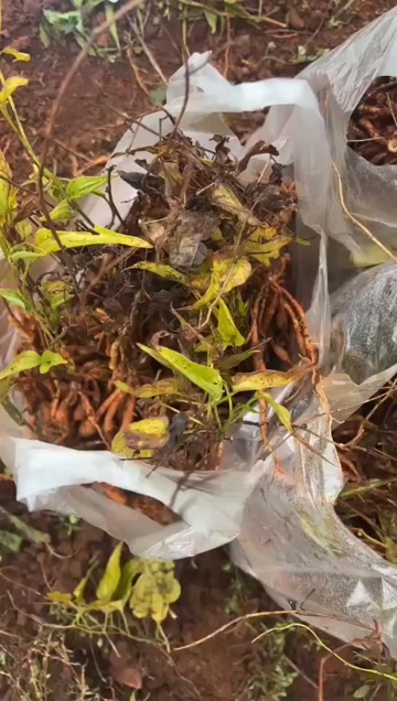 百部苗 药材种苗 江西吉安安福县发货品质保证，假一赔十，基地