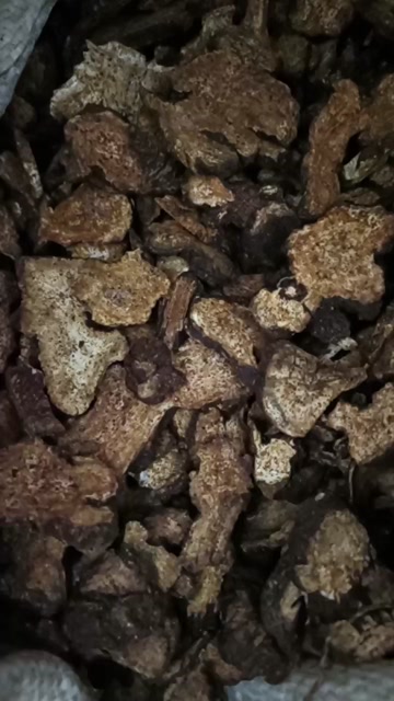 【苍术】朱砂点苍术正品货源，产地直销批发中药材质量保证。