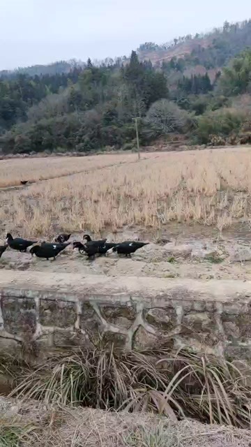 宜黄县土母黑番鸭，散养在外的母番鸭，吃草、虫子、螺丝、谷子