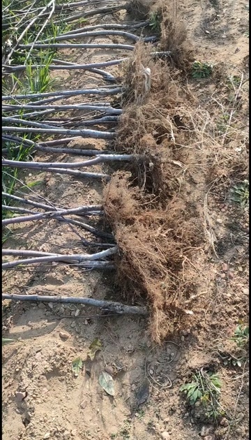 泰安苹果树苗