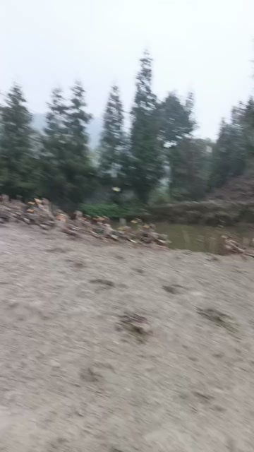 筠连县大种麻鸭