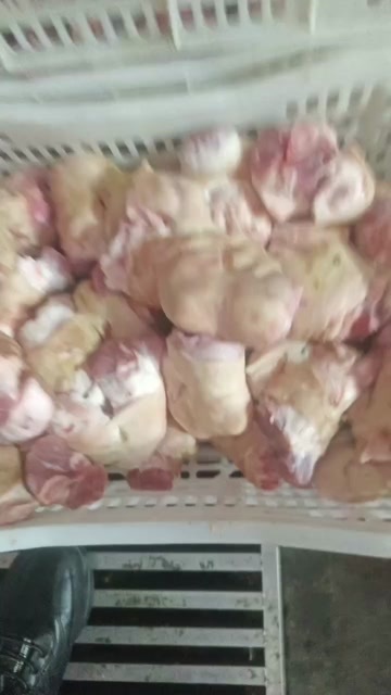 石家庄猪肘圈，猪脚圈，国产肥猪大肘圈，烧毛刮毛，干净无毛。