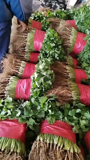 泰安香菜