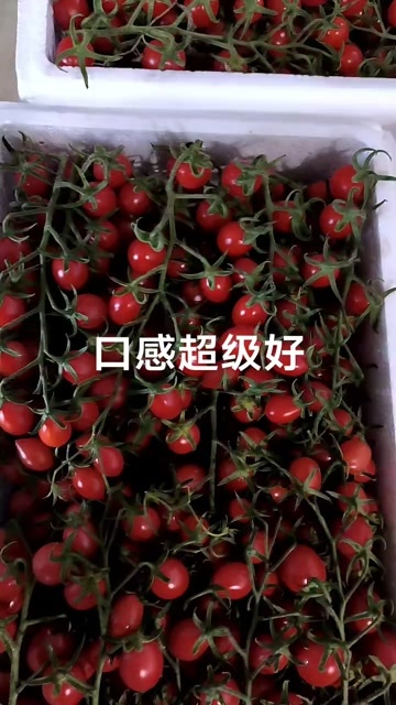 济南釜山88圣女果产地货源充足，代办一条龙