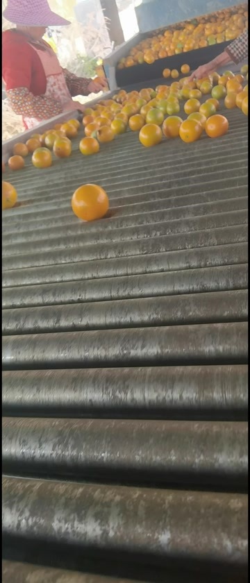 玉林皇帝柑