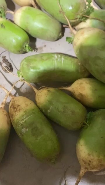 开封青萝卜杂交边线