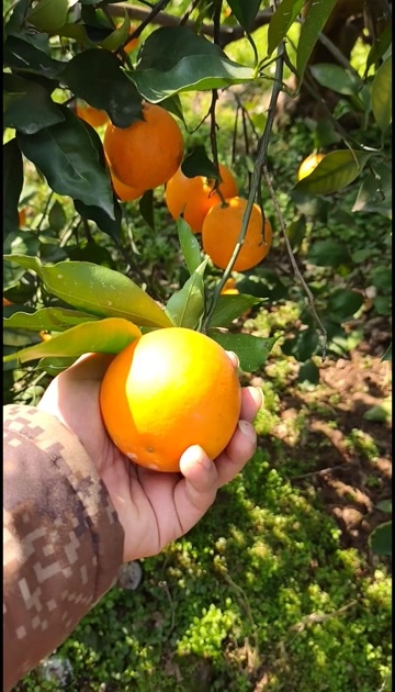 长寿湖新鲜血橙产地直销，水果柑橘类精品血橙，价格面议量大从优