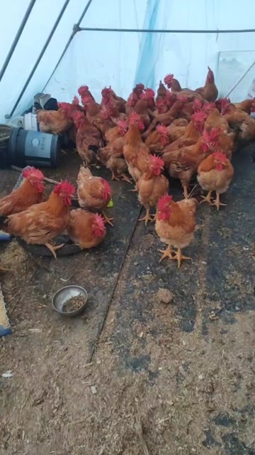 大公鸡
