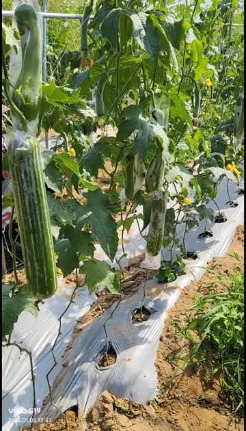 海南蔬菜丝瓜新鲜海南蔬菜肉丝瓜香丝瓜菜瓜蔬菜水果