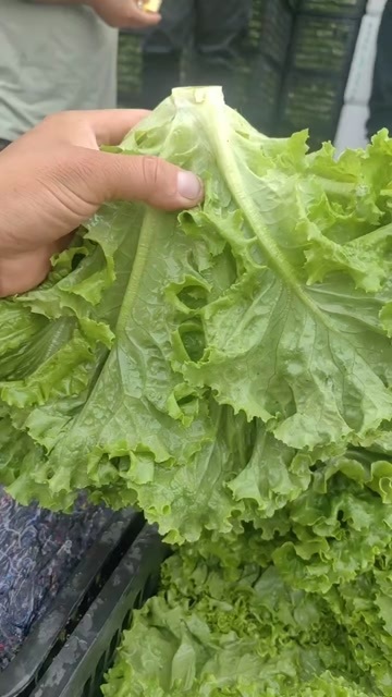 邯郸新鲜生菜来自河北省邯郸市永年区农户直供现摘现发