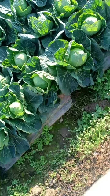 邛崃市圆包菜