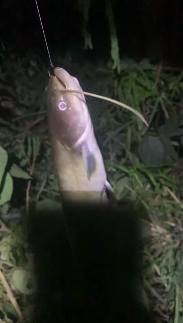 华容县大口鲶鱼