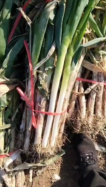 滕州市滕州铁杆刚葱大量供应，货源充足 产地直发
