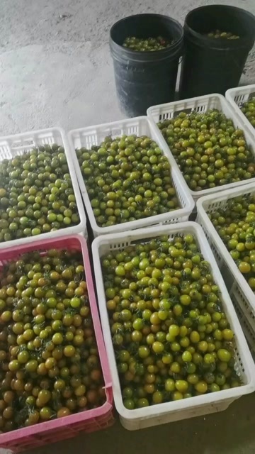 寿光市潍坊寿光新鲜小番茄 圆润可口现摘发货 富含维生素适合日常食用