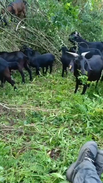 重庆市放羊本地黑山羊8只，都没下过羔的，可以帮忙宰杀，不收工钱