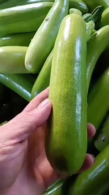 淄博绿皮西葫芦