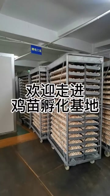 土鸡苗  麻鸡苗@龙 三黄鸡苗 青脚鸡苗 绿壳蛋鸡苗 肉鸡苗