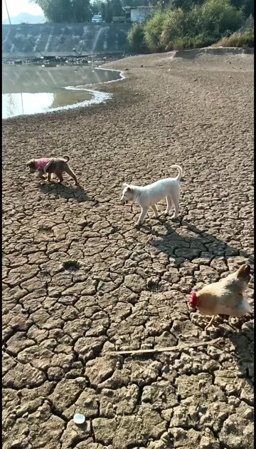 咸宁散养土鸡土鸡蛋