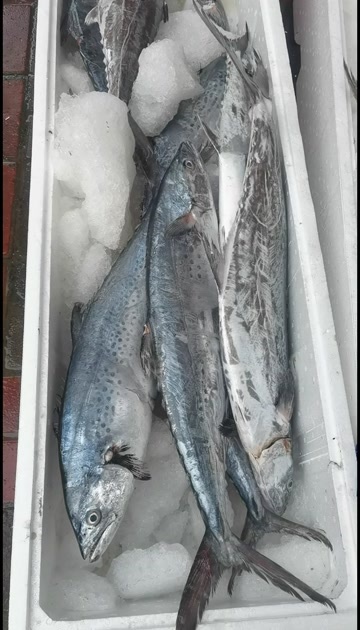 琼海市本港马鲛鱼.蓝点扁鲛鱼