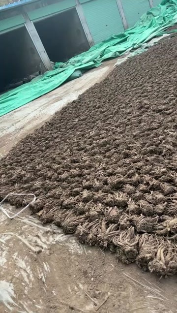 漳县当归，全归，炖肉养生