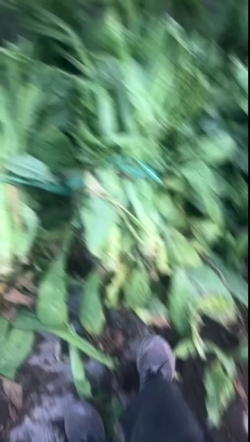 彭州市三青莴笋