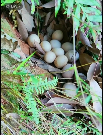 灵山县富硒土鸡蛋