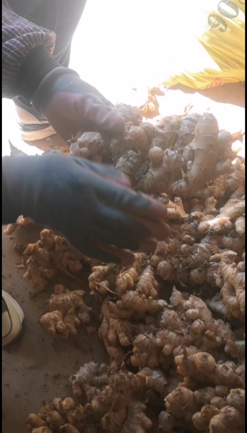 云南小黄姜生姜老姜电商货市场货精品姜
标价是零售价批发更便宜