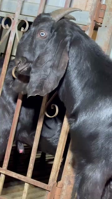 宁化县大马士革努比亚种公羊
