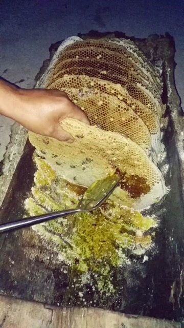 天水天然土蜂蜜