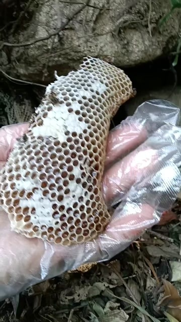 阳西县天原野生蜂蜜