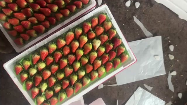 太和县天仙醉奶油草莓