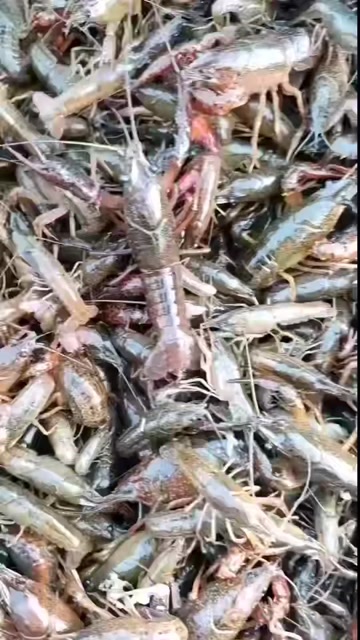 宝应县青虾苗 红虾苗 量大优惠
