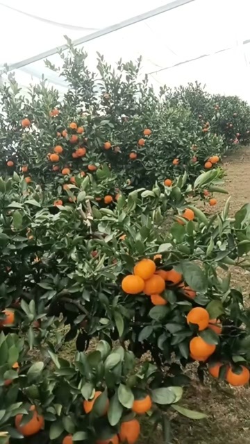 三门县大棚蜜橘