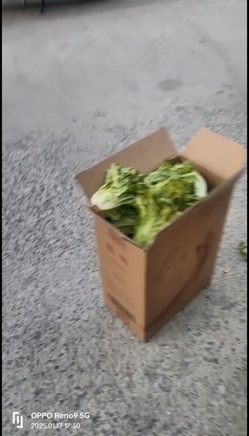 淮安生菜