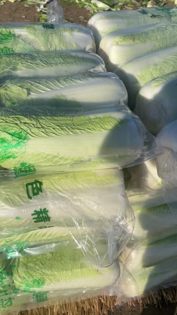 玉田县供应白菜北京新3号 玉田整车发货白菜批发源头唐山产区蔬菜供货
