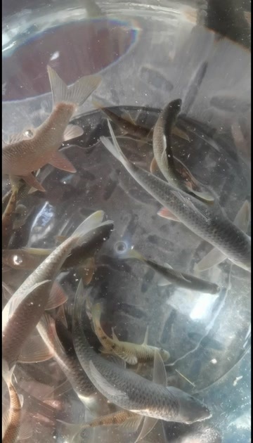 湘乡市溪石斑
