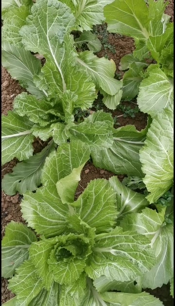 黔西市贵州露天青菜（芥菜）