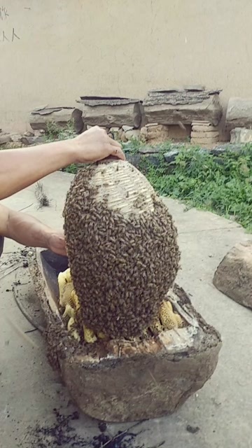 天水棒棒巣土蜂蜜