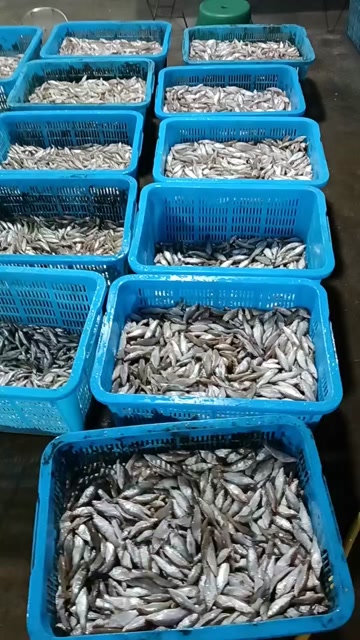 【推荐】开肚麦穗鱼麻鱼5-7公分，产地发货，质量保证