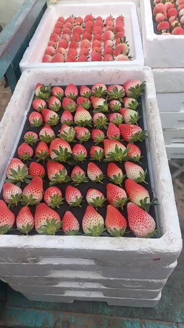 济南甜宝草莓专卖