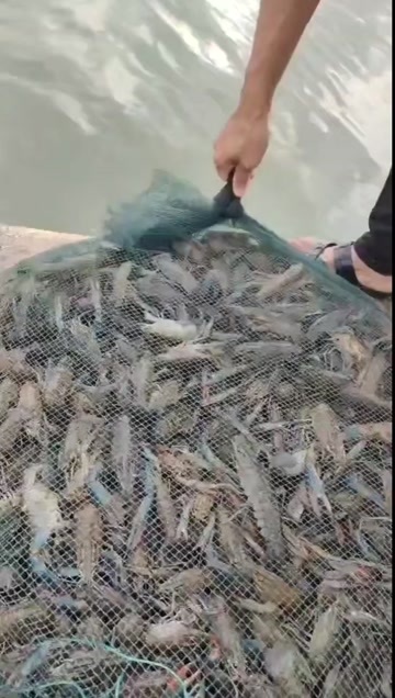 雷州市澳洲淡水龙虾出售