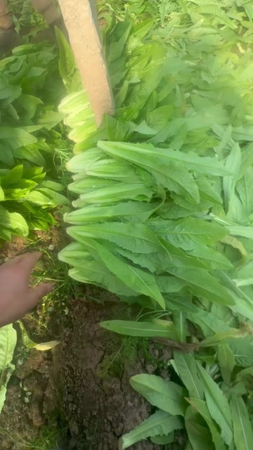 邯郸油麦菜  泡沫箱精品油麦菜