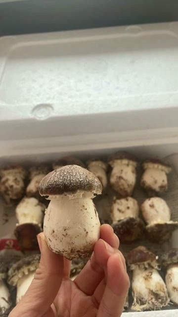 平山县头茬无化肥农药基地直采