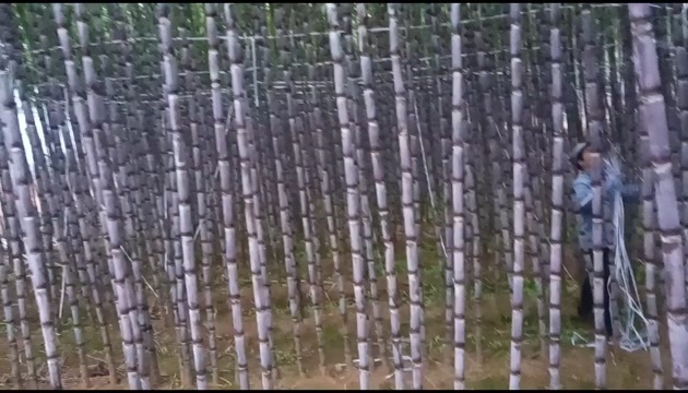 黑皮甘蔗
