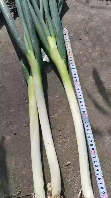 南通新鲜大葱来自江苏南通海门产地直发当季精品葱姜蒜类蔬菜